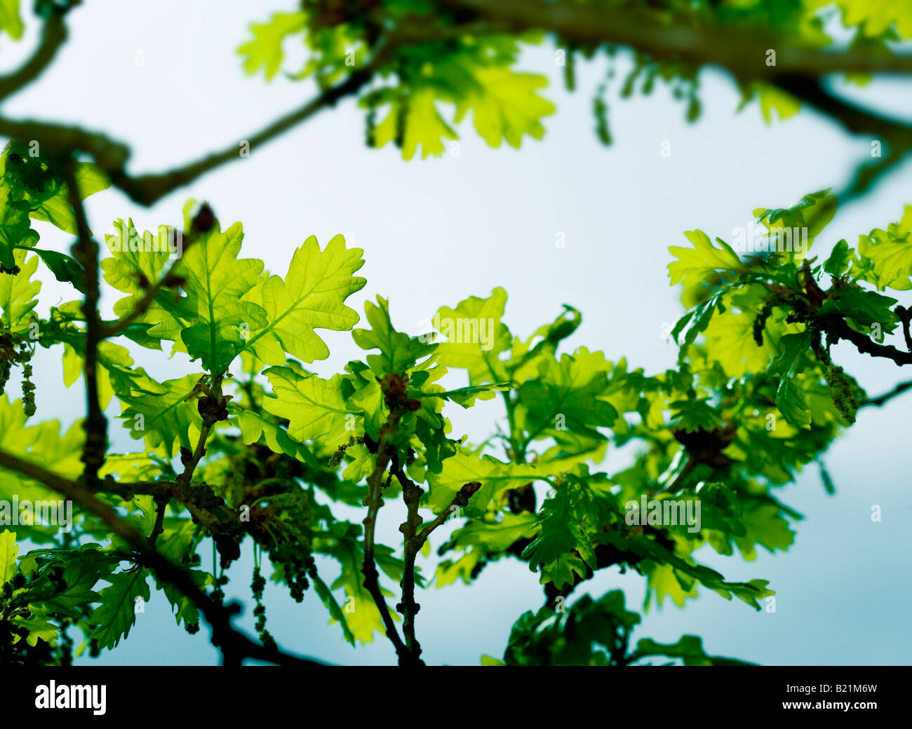 Estate foglie e fogliame shot woodland nelle isole Britanniche. Foto Stock