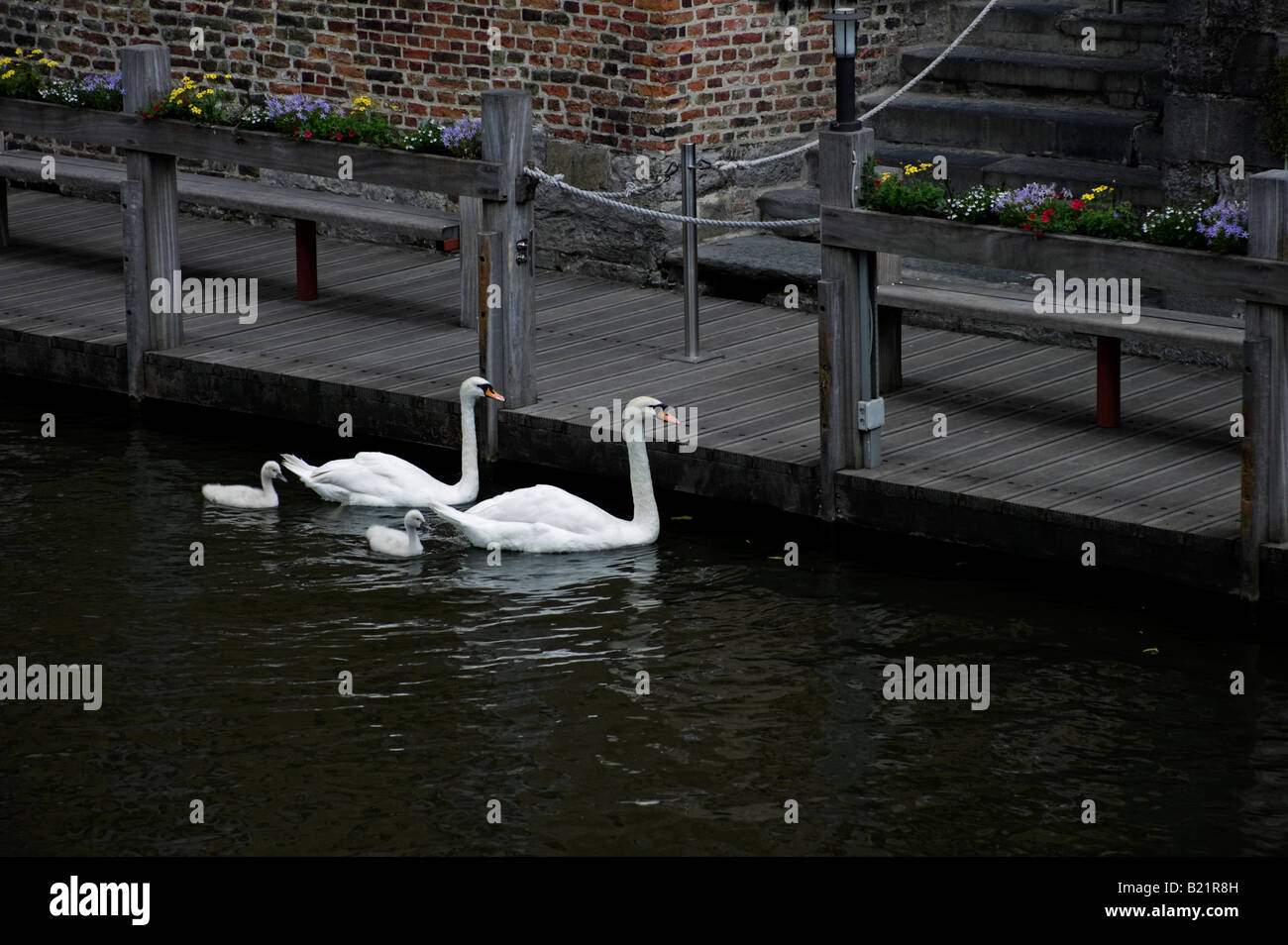 Due adulti cigni e cygnets sul canal, Bruges, Brugge, Fiandre, in Belgio, Europa Foto Stock