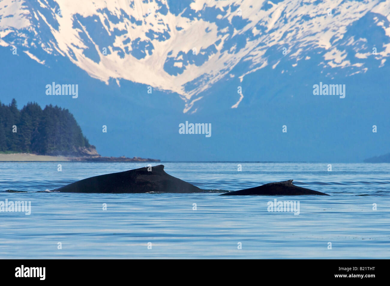 Le balene con la Gobba nel Auke Bay, Juneau, in Alaska Foto Stock