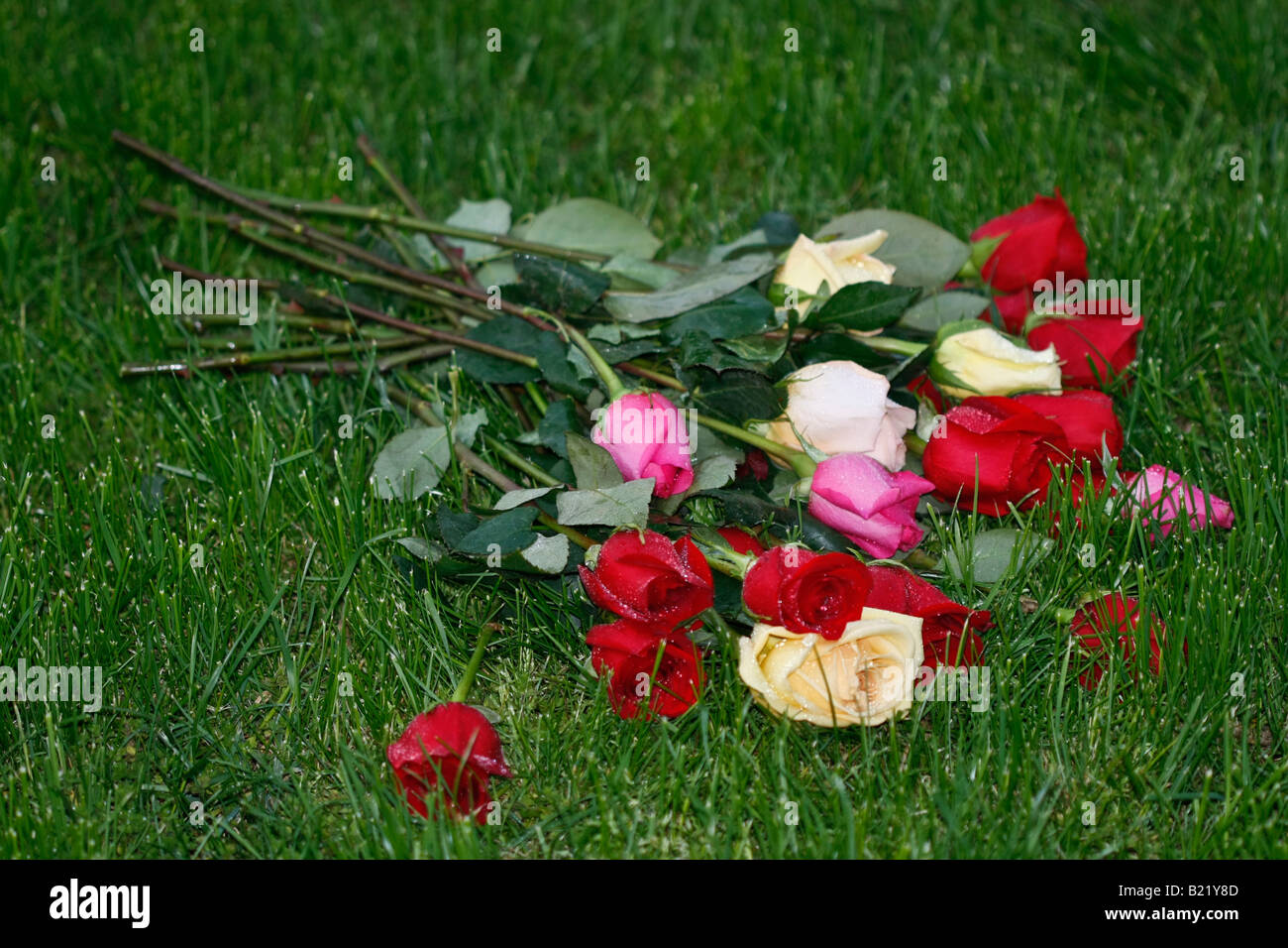 Un bouquet di rose tagliate sull'erba verde immagini foto foto grandi ad alta risoluzione dall'alto in orizzontale in alta risoluzione negli Stati Uniti Foto Stock