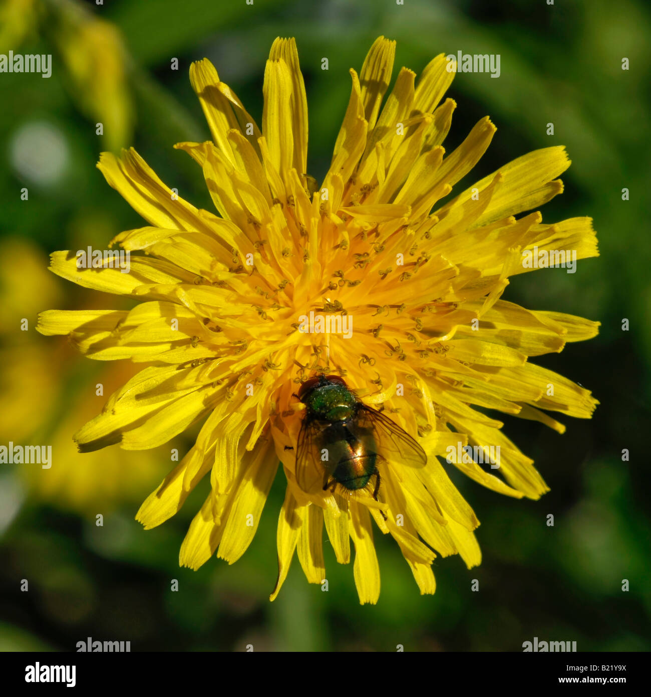 Comune Dandelion Taraxacum Asteraceae un fiore giallo immagini foto formato verticale ad alta risoluzione negli Stati Uniti ad alta risoluzione Foto Stock