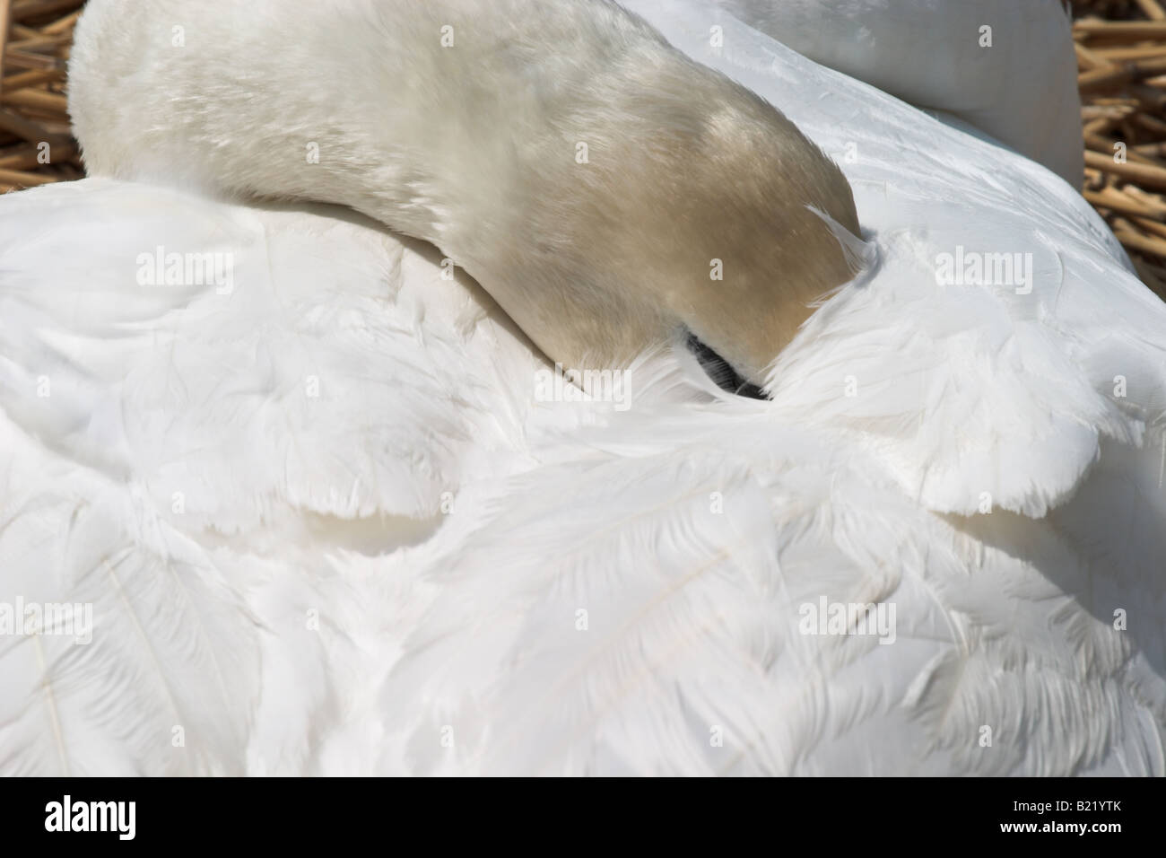 Swan riposato con testa sotto ala a Abbotsbury Swannery, Dorset, Inghilterra, Regno Unito Foto Stock