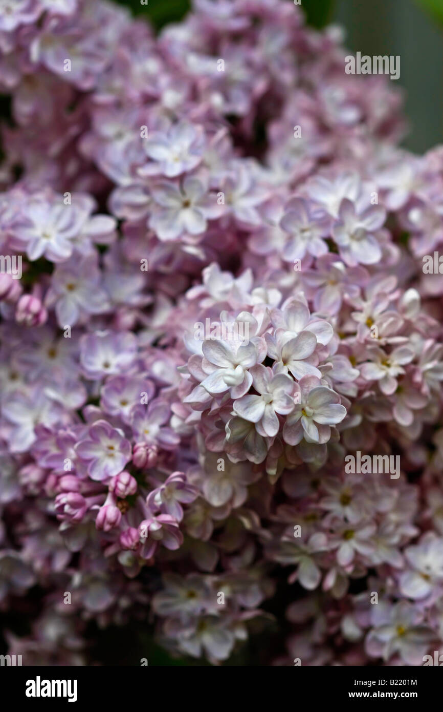 Lilla comune sydtcvulgaris un ramo di fiori viola immagini foto ad altissima risoluzione formato verticale in USA alta risoluzione Foto Stock