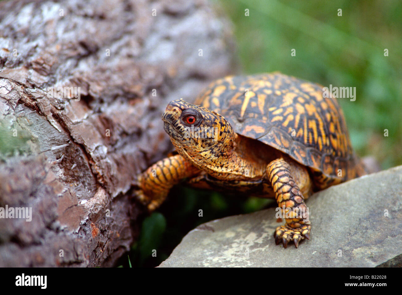 Scatola orientale tartaruga (Terrapene carolina) Foto Stock