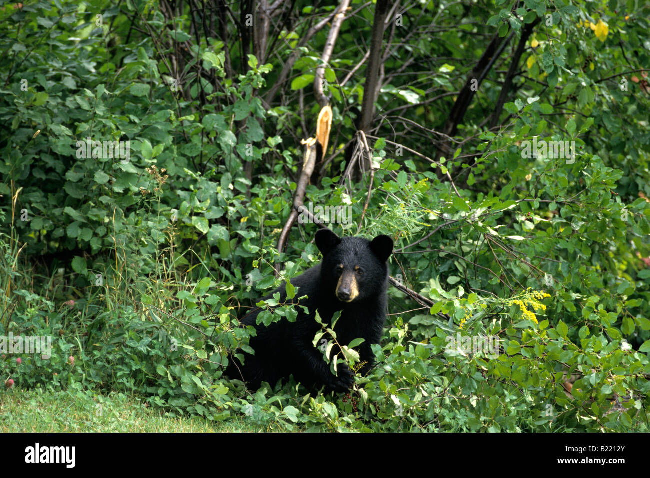 Un orso nero distruggendo una strozzatura Cherry Tree per frutti di bosco, Sudbury, Ontario, Canada. Foto Stock