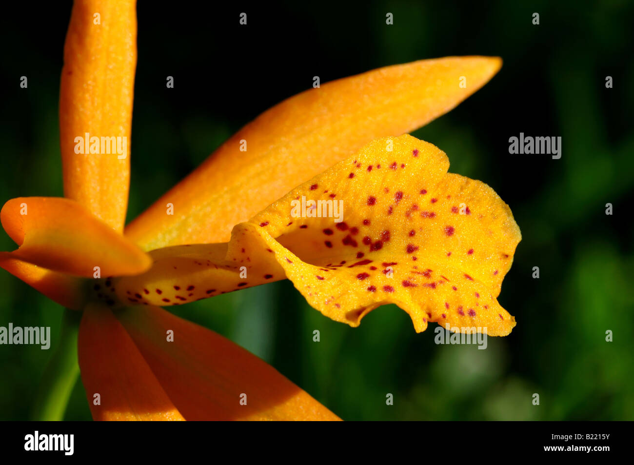 Fiori di orchidea, Brassolaeliocattleya BLC. Sunbow Haleahi x BLC. Richard Mueller. Foto Stock