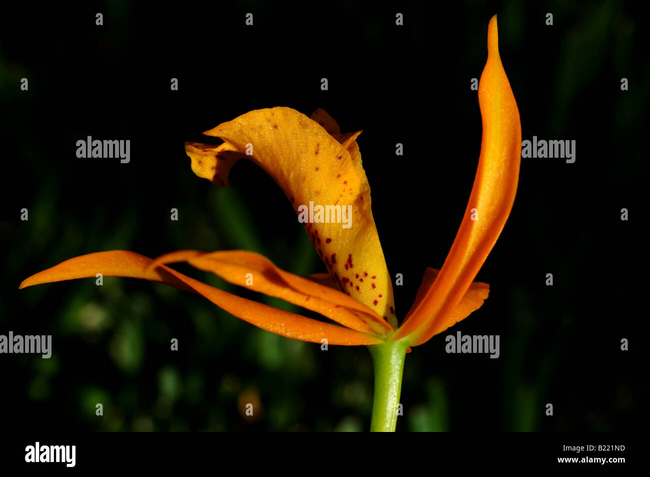 Fiori di orchidea, Brassolaeliocattleya BLC. Sunbow Haleahi x BLC. Richard Mueller. Foto Stock