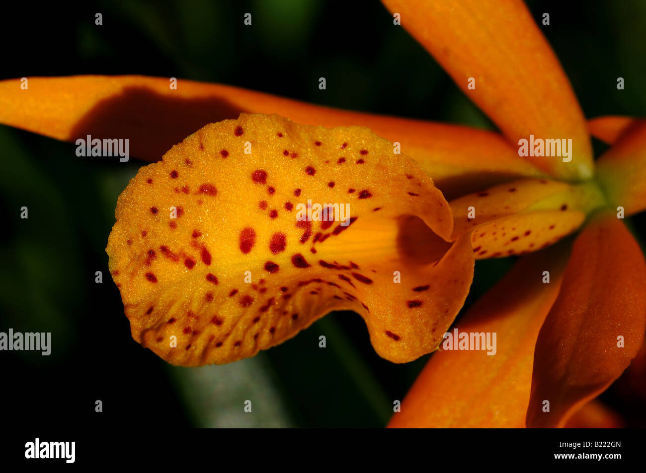 Fiori di orchidea, Brassolaeliocattleya BLC. Sunbow Haleahi x BLC. Richard Mueller. Foto Stock