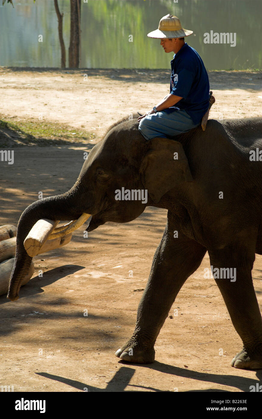 Thai Elephant Conservation Centre, Lampung, Thailandia Foto Stock