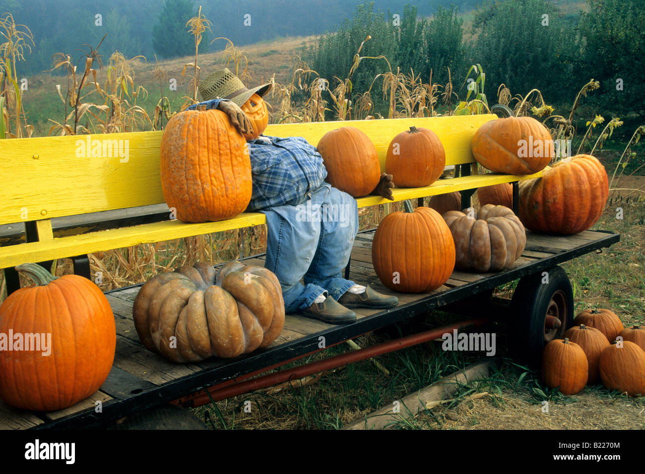 La raccolta autunnale display a Pumpkin Patch Ranch Goyettes Apple Farm Camino Eldorado County in California Foto Stock