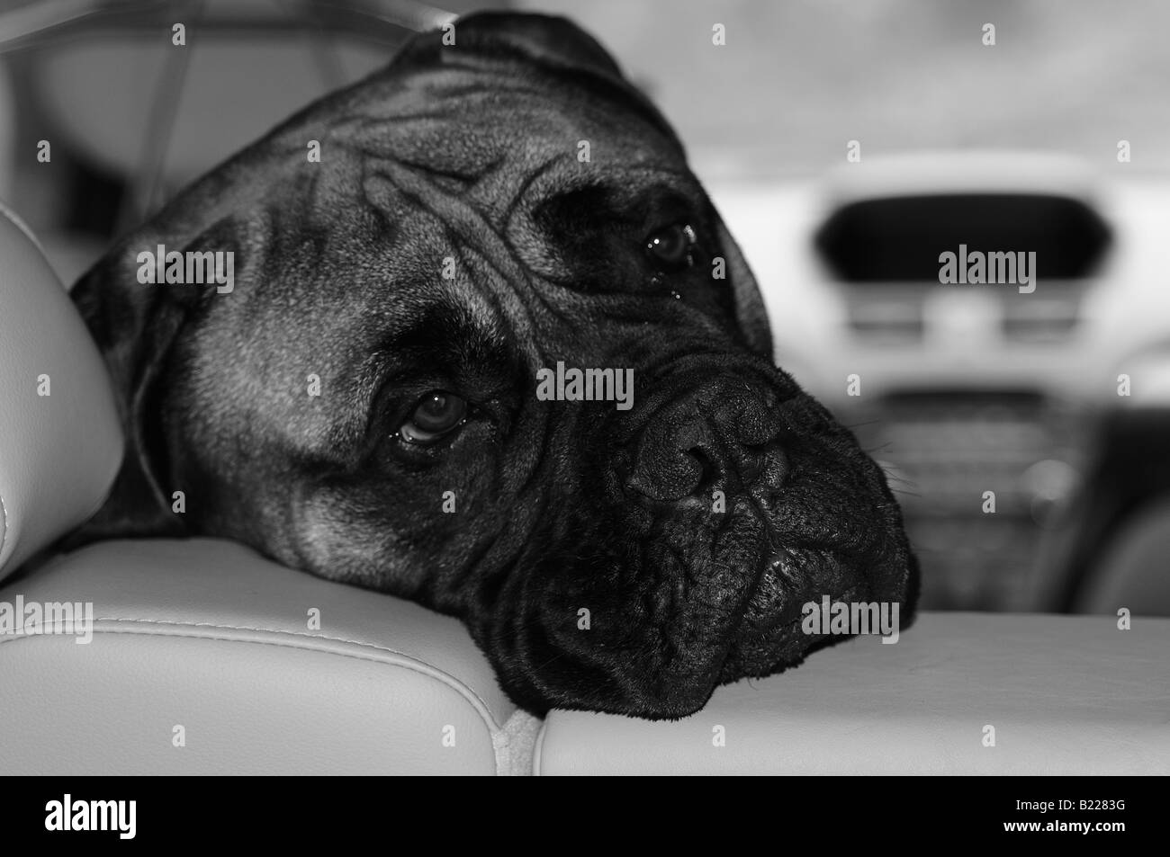 Un bullmastiff (bull mastiff) il cane del peering la sua testa sopra il retro del sedili in pelle di un'auto, così come il suo proprietario passeggiate off. Foto Stock