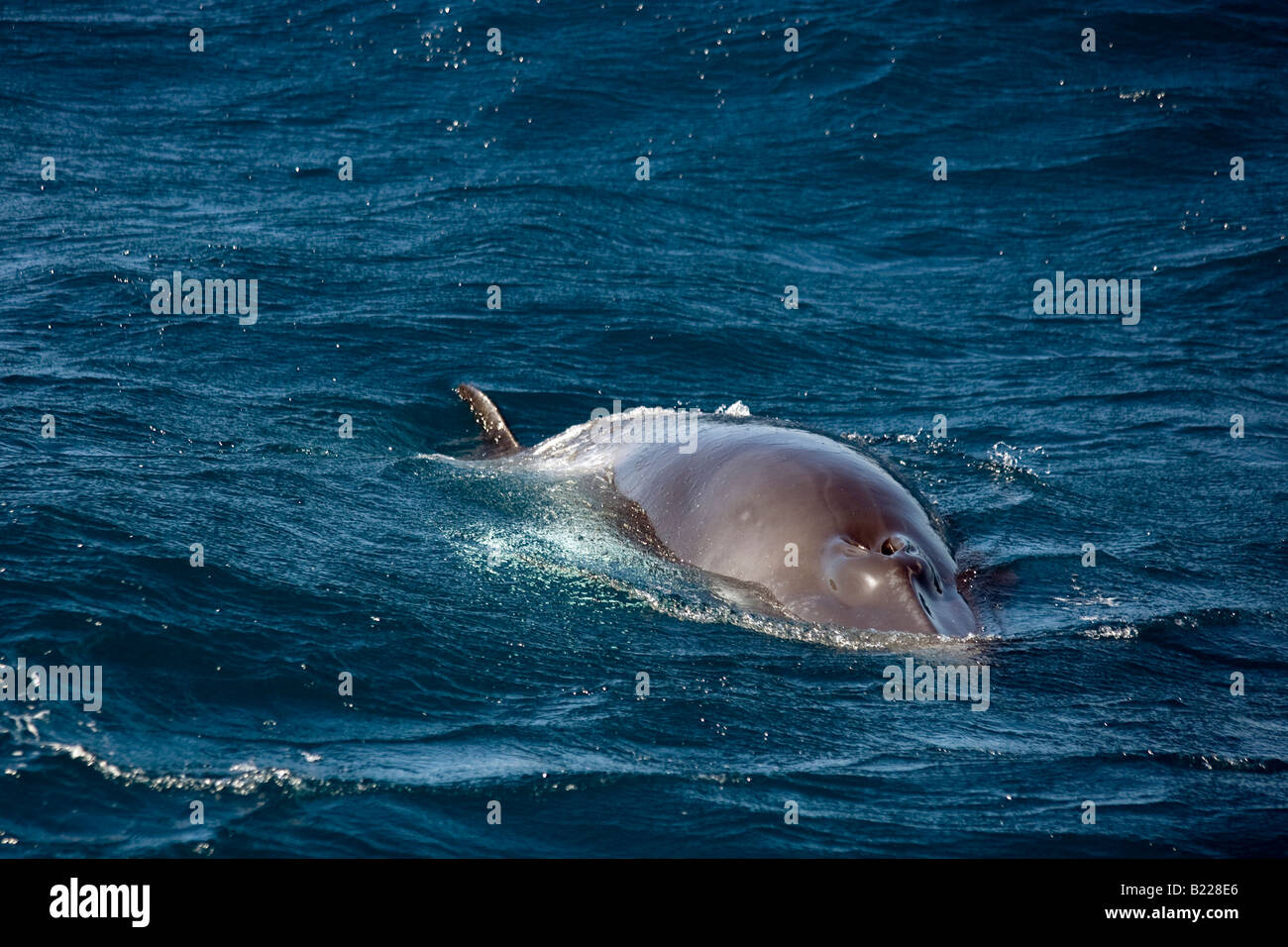 Dwarf Minke Whale Grande Barriera Corallina in Australia affiorante Balaenoptera acutorostrata Zwergwal Foto Stock