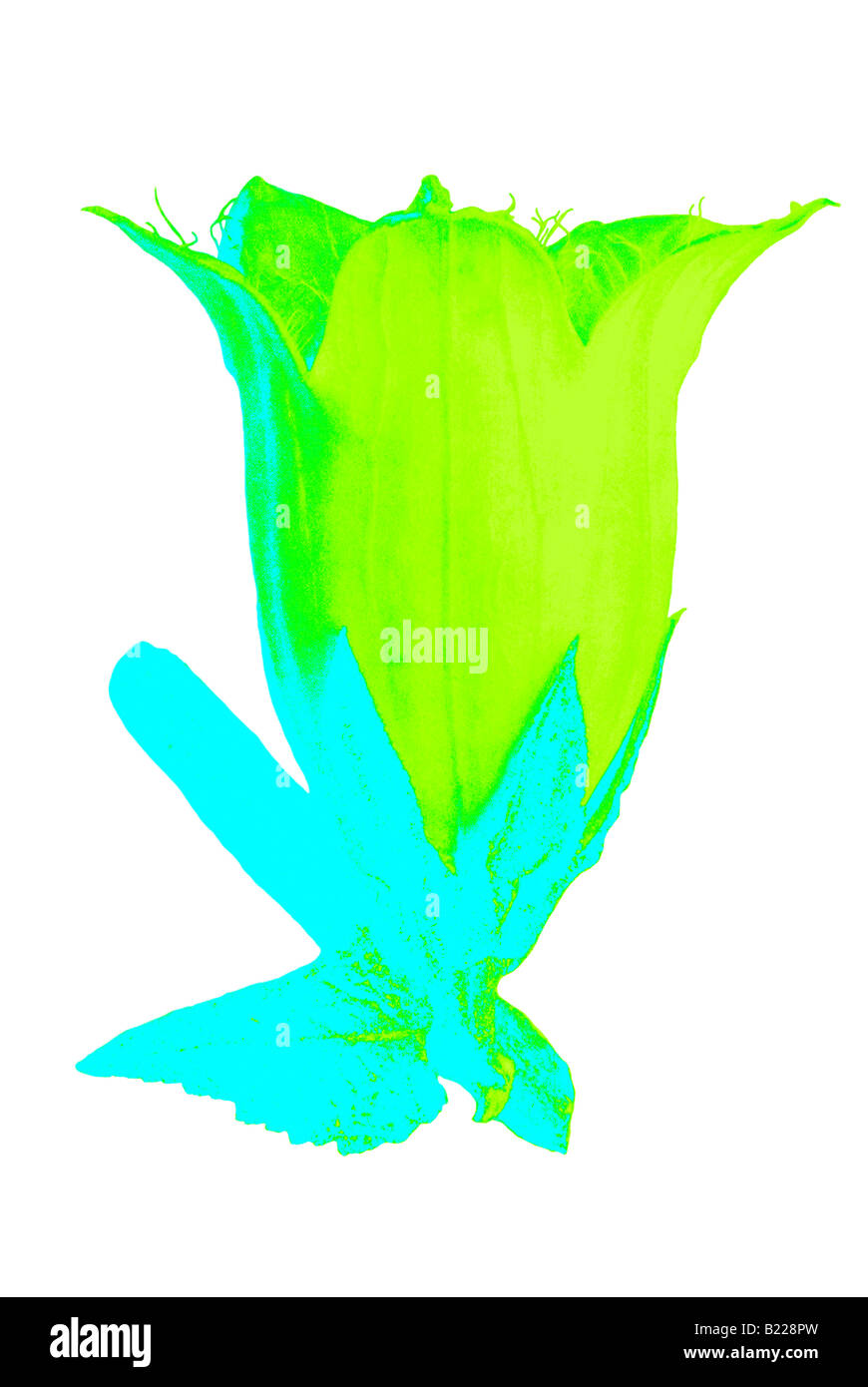 Campana archetipi di fiori d'arte Karl Blossfeldt Urformen der Kunst Foto Stock