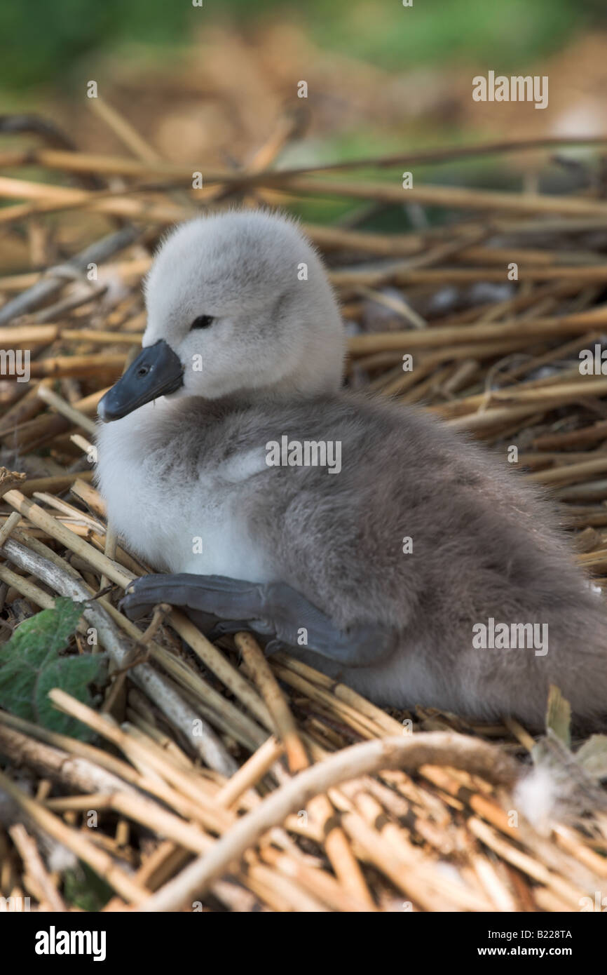 Primo piano di un simpatico e soffice Cygnet grigio sul suo nido a Abbotsbury Swannery, Dorset, Regno Unito Foto Stock