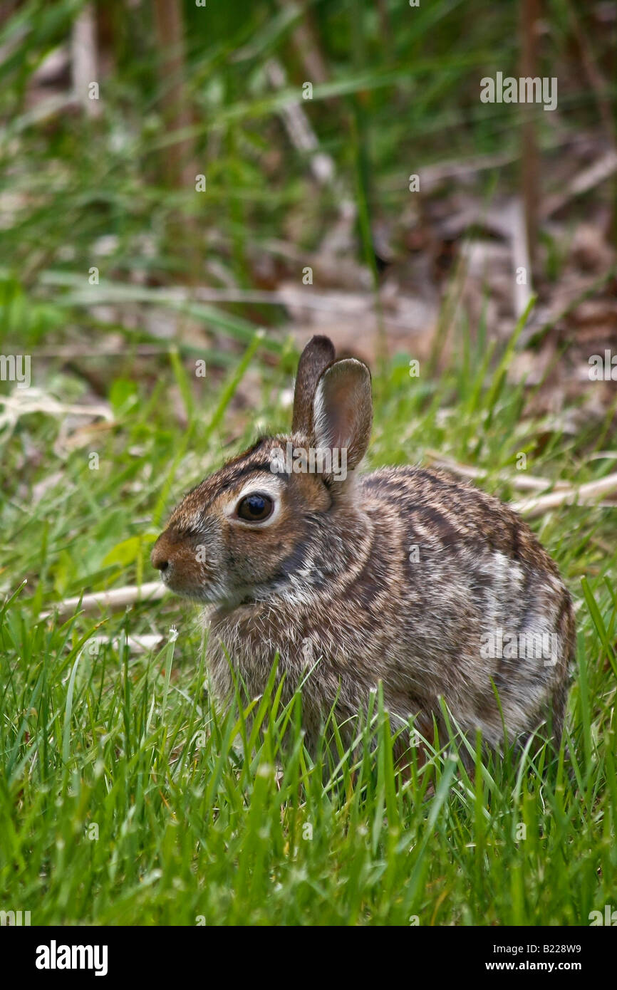 Il coniglio è seduto nel primo piano dell'erba sfondo sfocato sfocato e sfocato nessuno della natura rurale all'inizio della primavera è arrivato finalmente qui negli Stati Uniti ad alta risoluzione Foto Stock