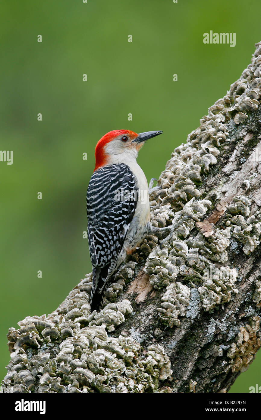 Rosso Picchio panciuto - Verticale Foto Stock