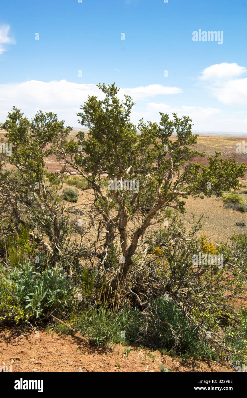 Vegetazione nel Deserto Dipinto nel Parco Nazionale della Foresta Pietrificata in Arizona Foto Stock
