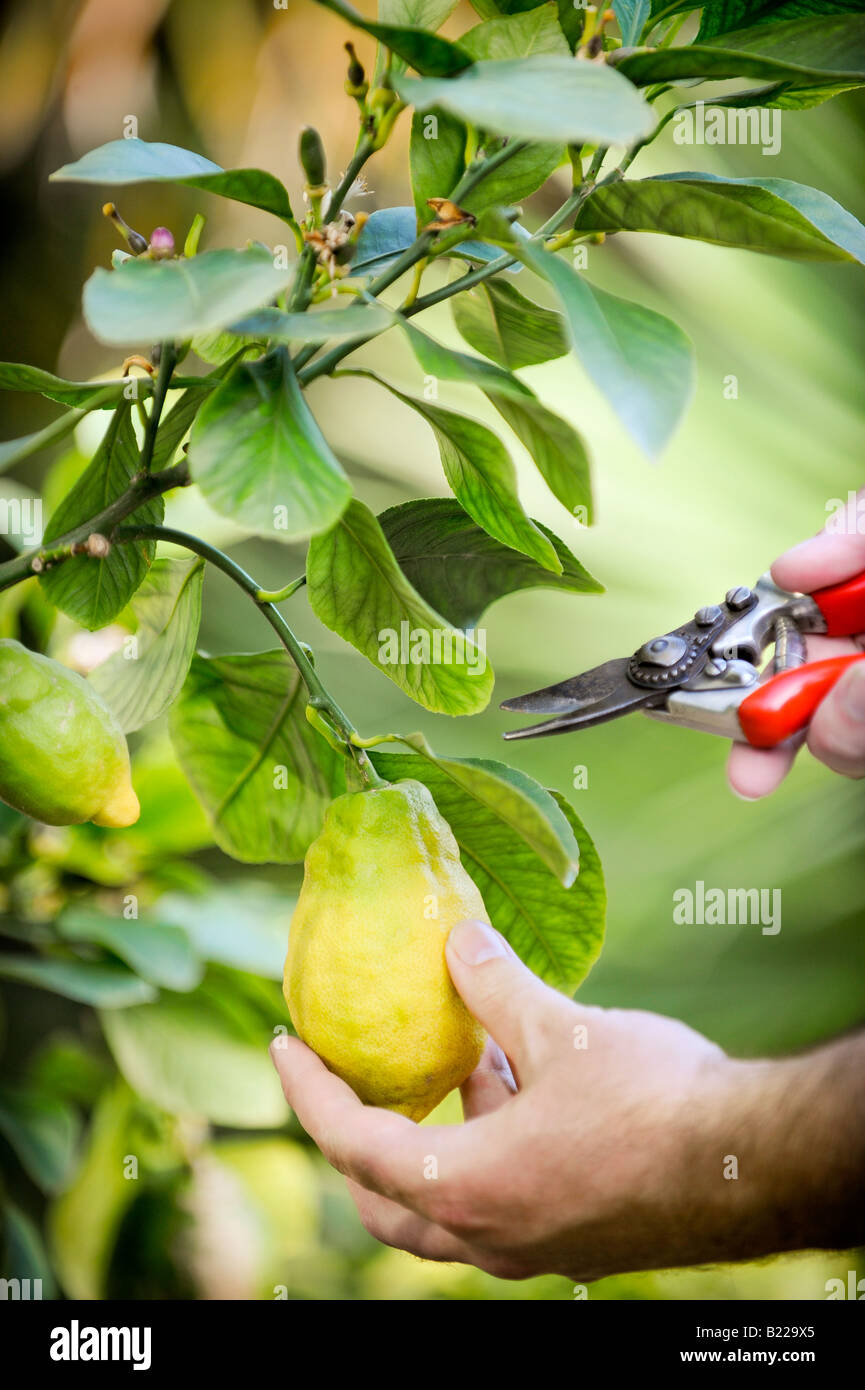 Un appassionato giardiniere che raccoglie i limoni coltivati in casa nel Regno Unito. Foto di Jim Holden. Foto Stock