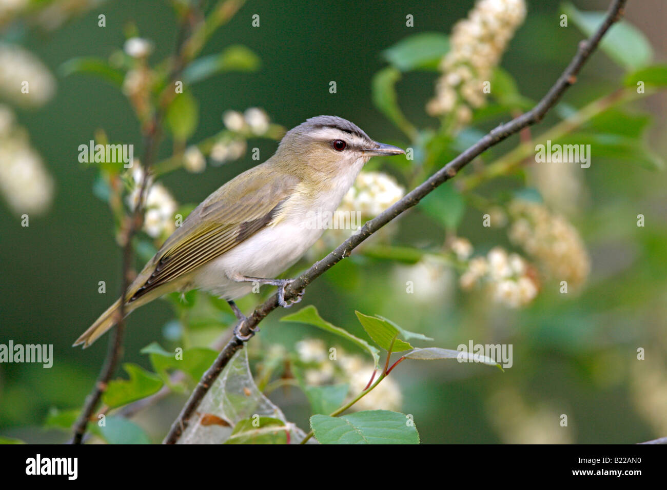 Con gli occhi rossi Vireo appollaiato in Wild Black Cherry Tree con fiori Foto Stock