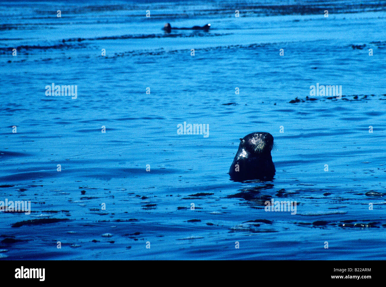 Sea Otter Monterey Bay National Marine Sanctuary CA Foto Stock