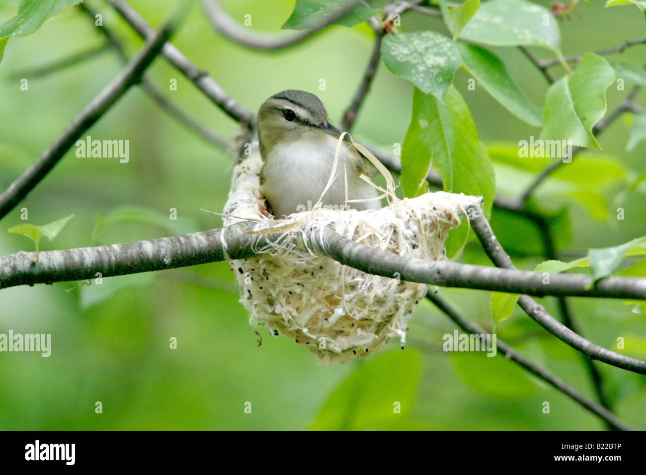 Con gli occhi rossi edificio Vireo Nest Foto Stock