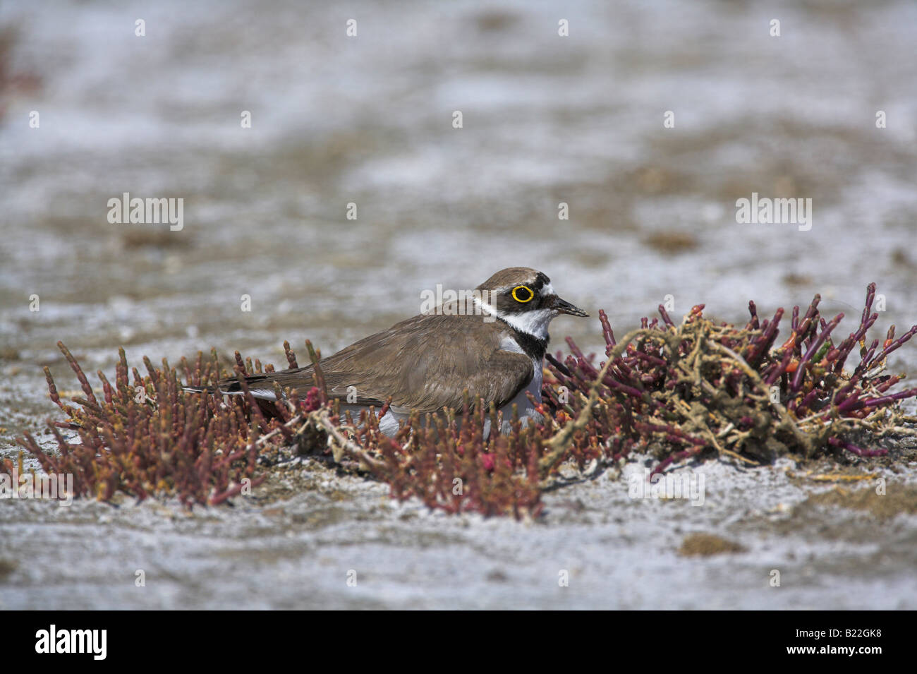 Poco inanellato Plover Charadrius dubius seduta sulle uova a Dipi Larssos, Lesbo, Grecia in maggio. Foto Stock