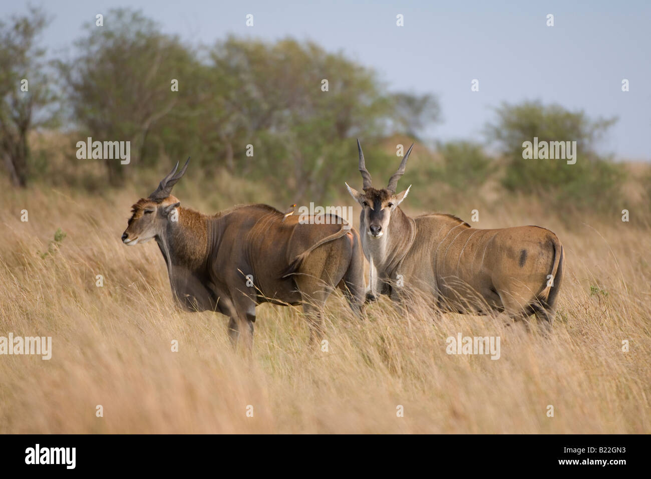 Eland comune, Kenya, Africa Foto Stock