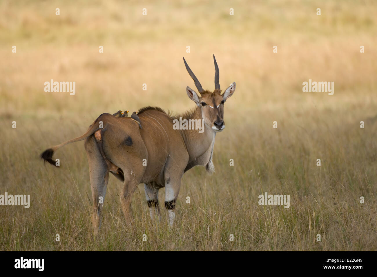 Eland comune, Kenya, Africa Foto Stock