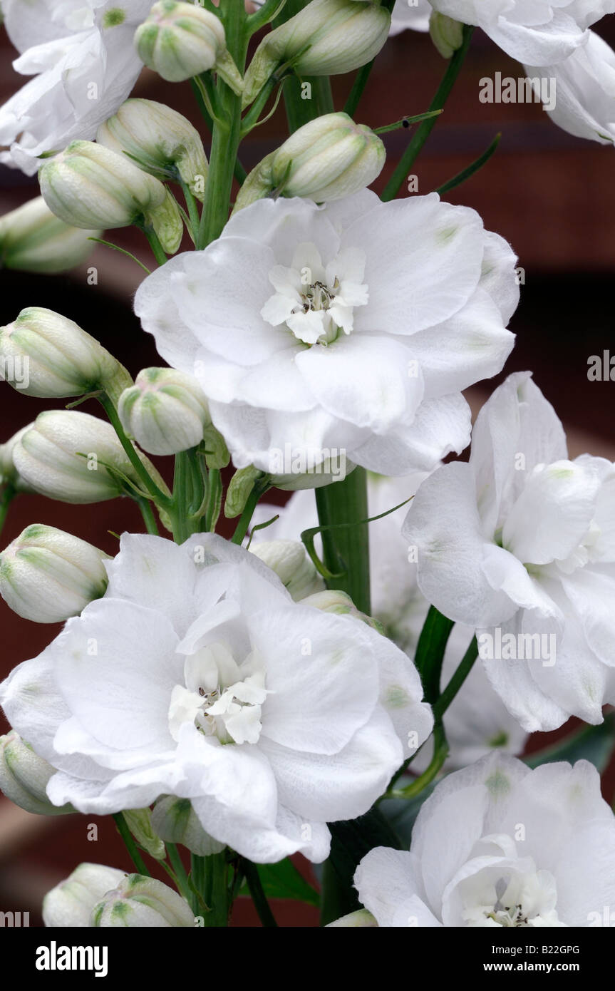 Delphinium pacific cultivar gigante sp specie varity variante closeup close up macro fiore bianco spike Foto Stock
