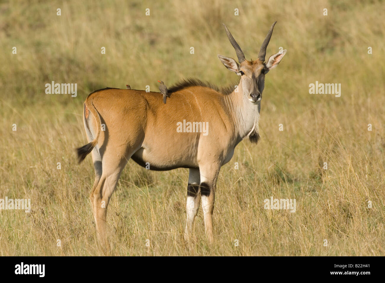 Eland comune, Kenya, Africa Foto Stock