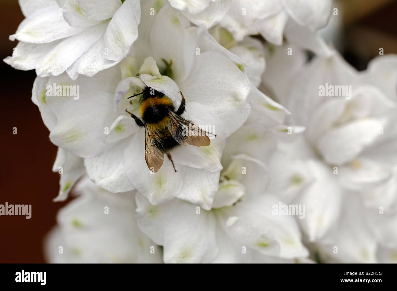 Delphinium pacific cultivar gigante sp specie varity variante closeup close up macro fiore bianco spike con un Bumble Bee Foto Stock