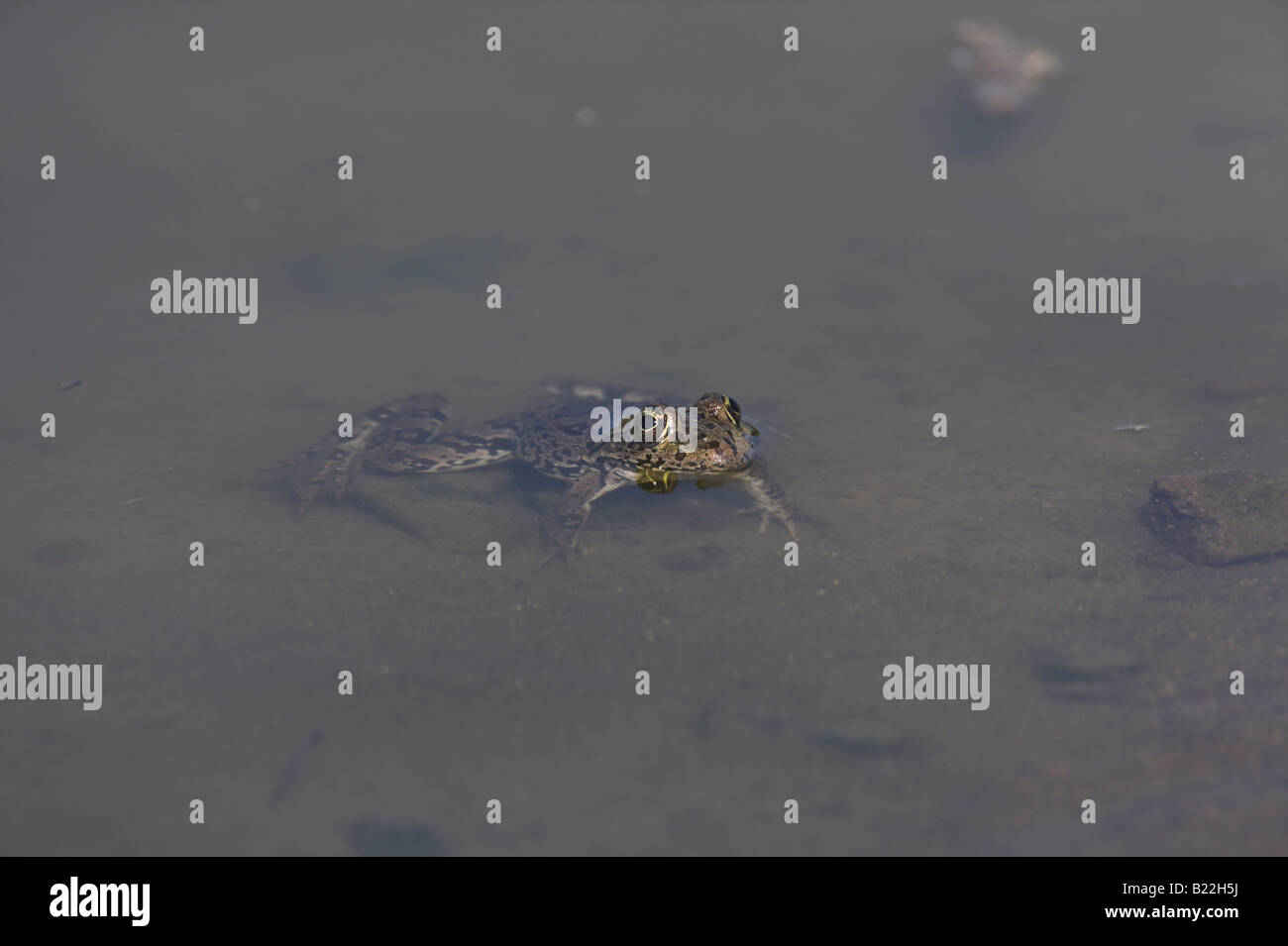 Marsh Rana ridibunda Rana fosso di acqua dolce nei pressi di Kalloni, Lesbo, Grecia in aprile. Foto Stock