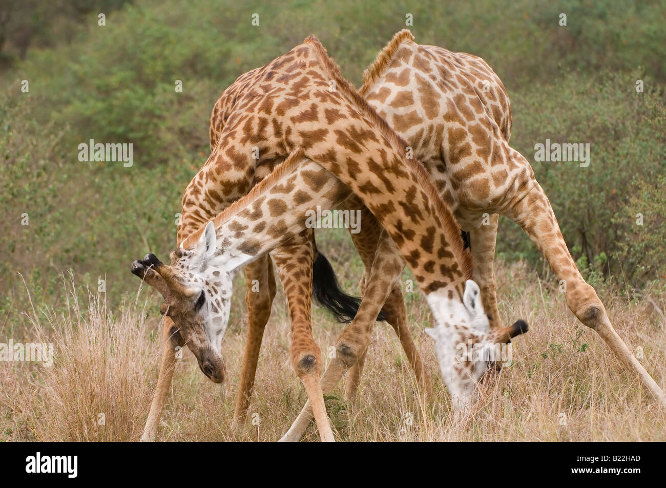 Masai Giraffe, Kenya, Africa Foto Stock