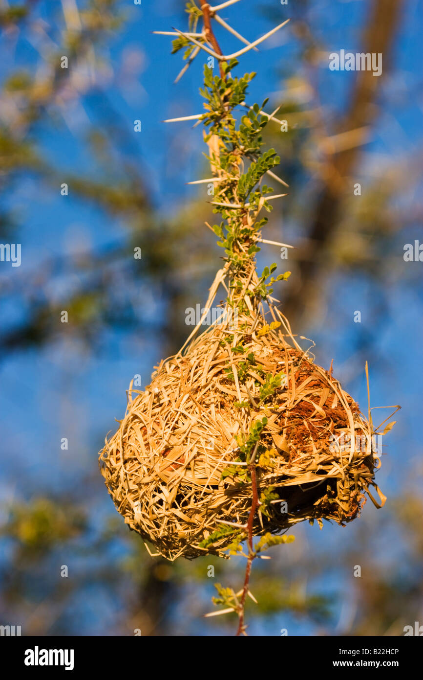 A sud del Tessitore mascherato o africani Tessitore mascherato' Nest (Ploceus velatus) in Etosha National Park, Namibia Foto Stock