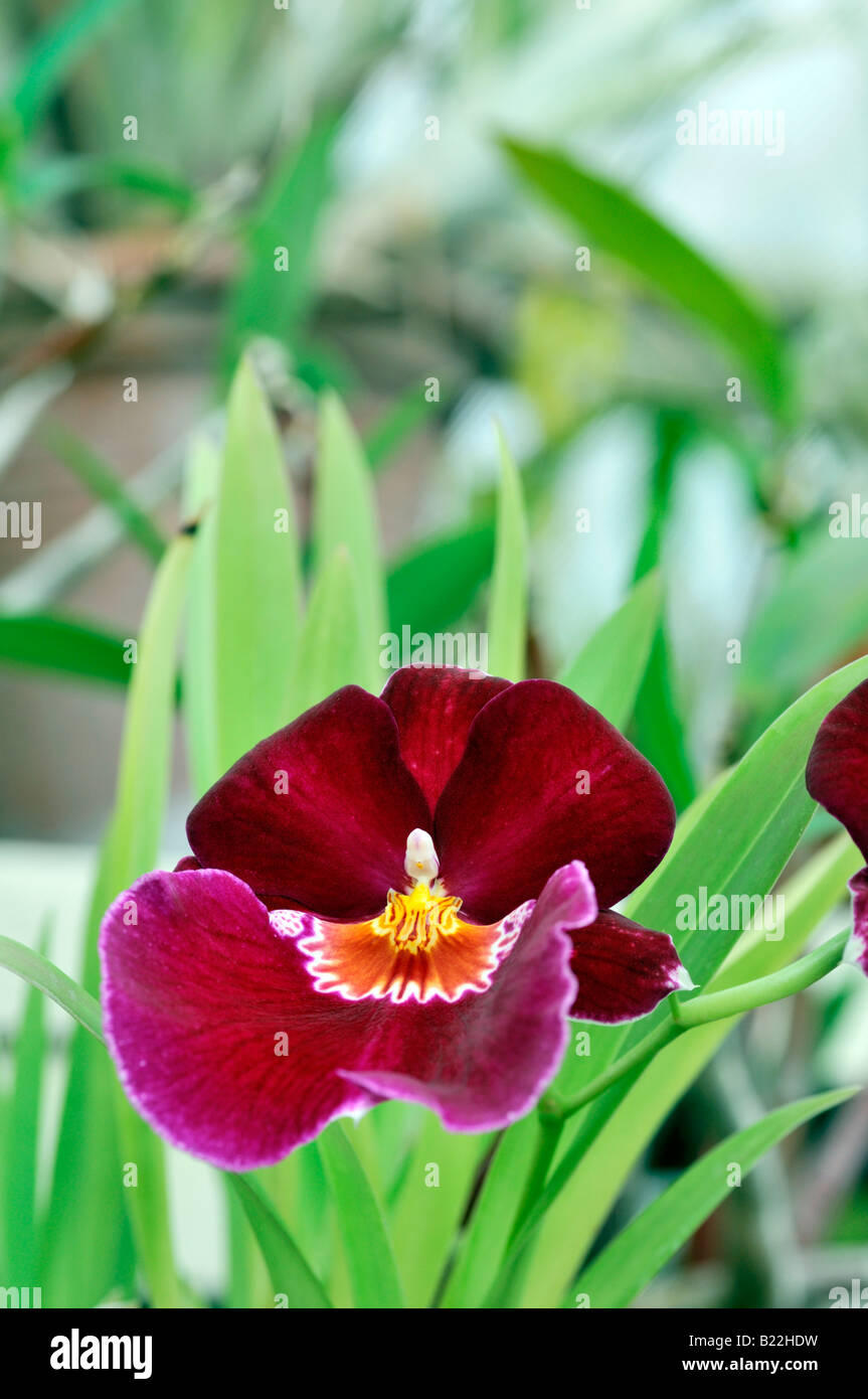 Miltonia hybrid orchid flower blossom bloom closeup close up ritratto macro variante specie Sp var Foto Stock