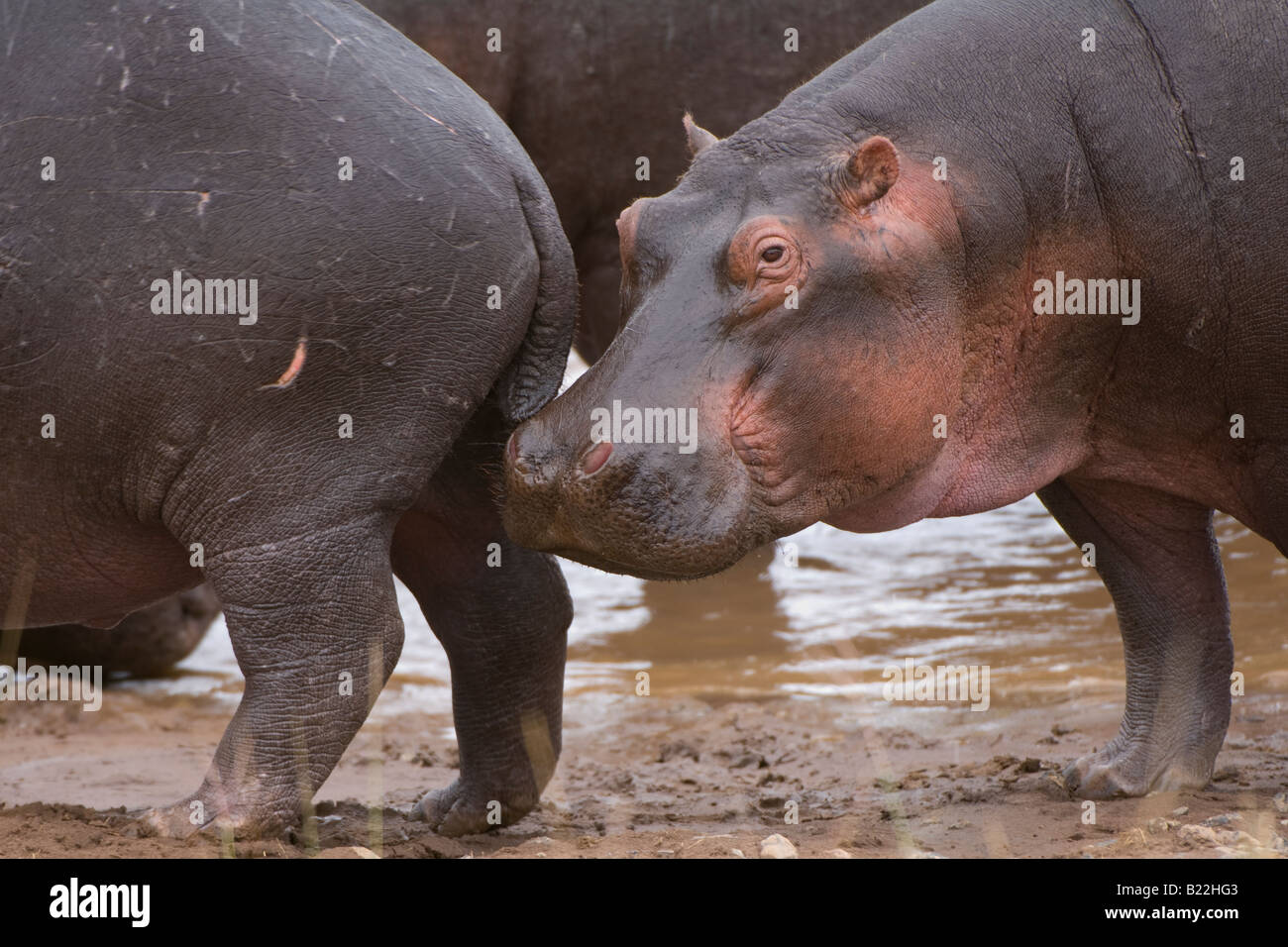 Ippopotamo, Kenya, Africa Foto Stock