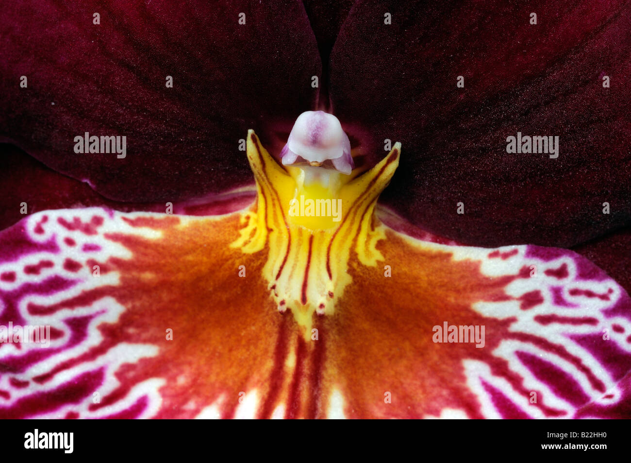 Miltonia hybrid orchid flower blossom bloom closeup close up ritratto macro variante specie Sp var Foto Stock