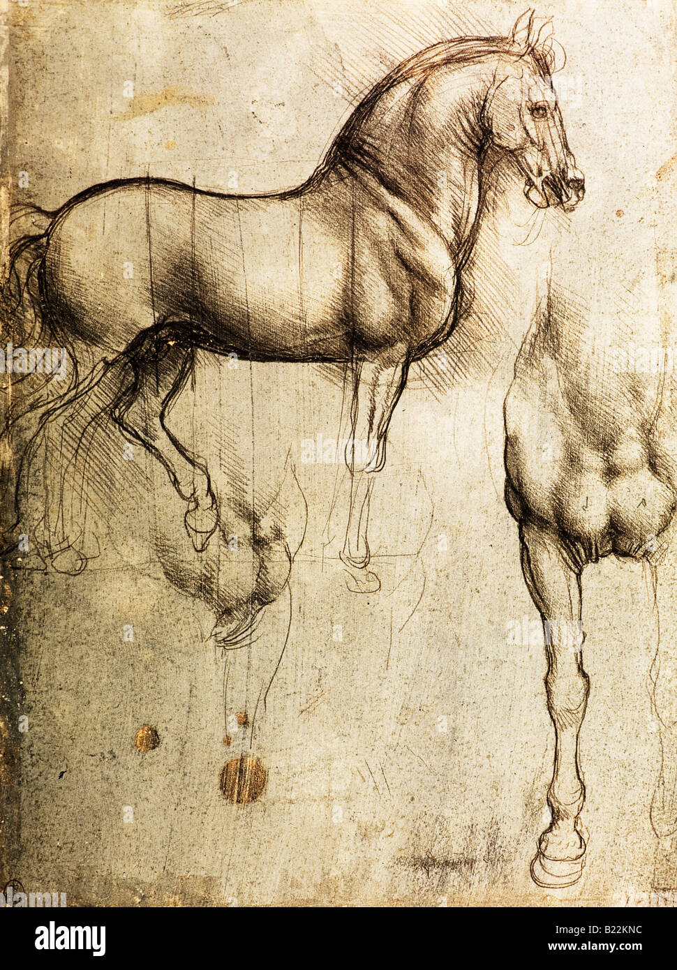 Studi di Cavallo di Leonardo da Vinci 1493 Metalpoint sul blu carta preparata Foto Stock