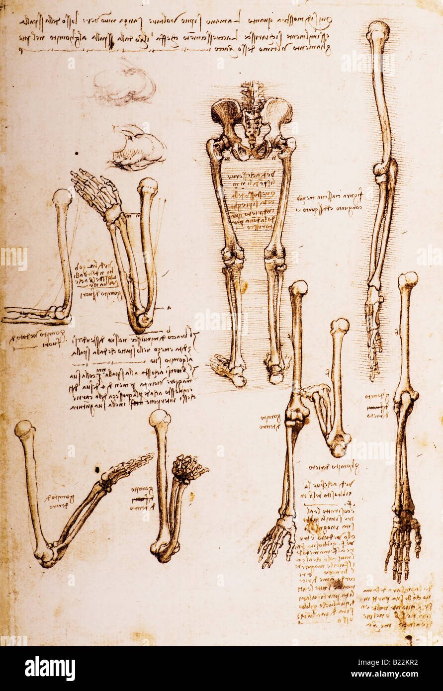 Studi di anatomia della pelvi femminile, il Coccyx e gli arti inferiori e la rotazione del braccio inferiore di Leonardo da Vinci 1509 Foto Stock