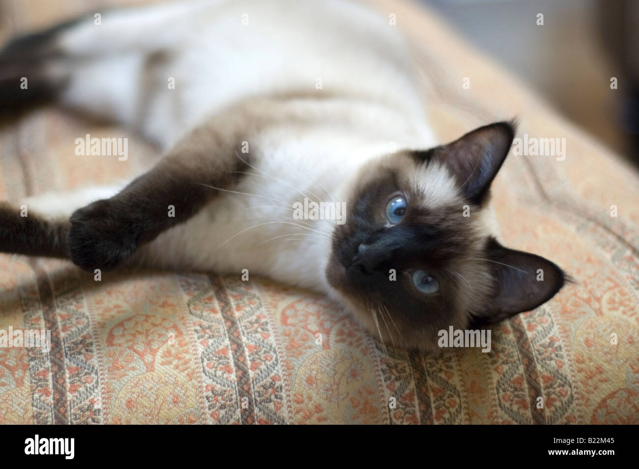 Un punto di tenuta gatto siamese gatto sdraiato e guardando la telecamera. Foto Stock