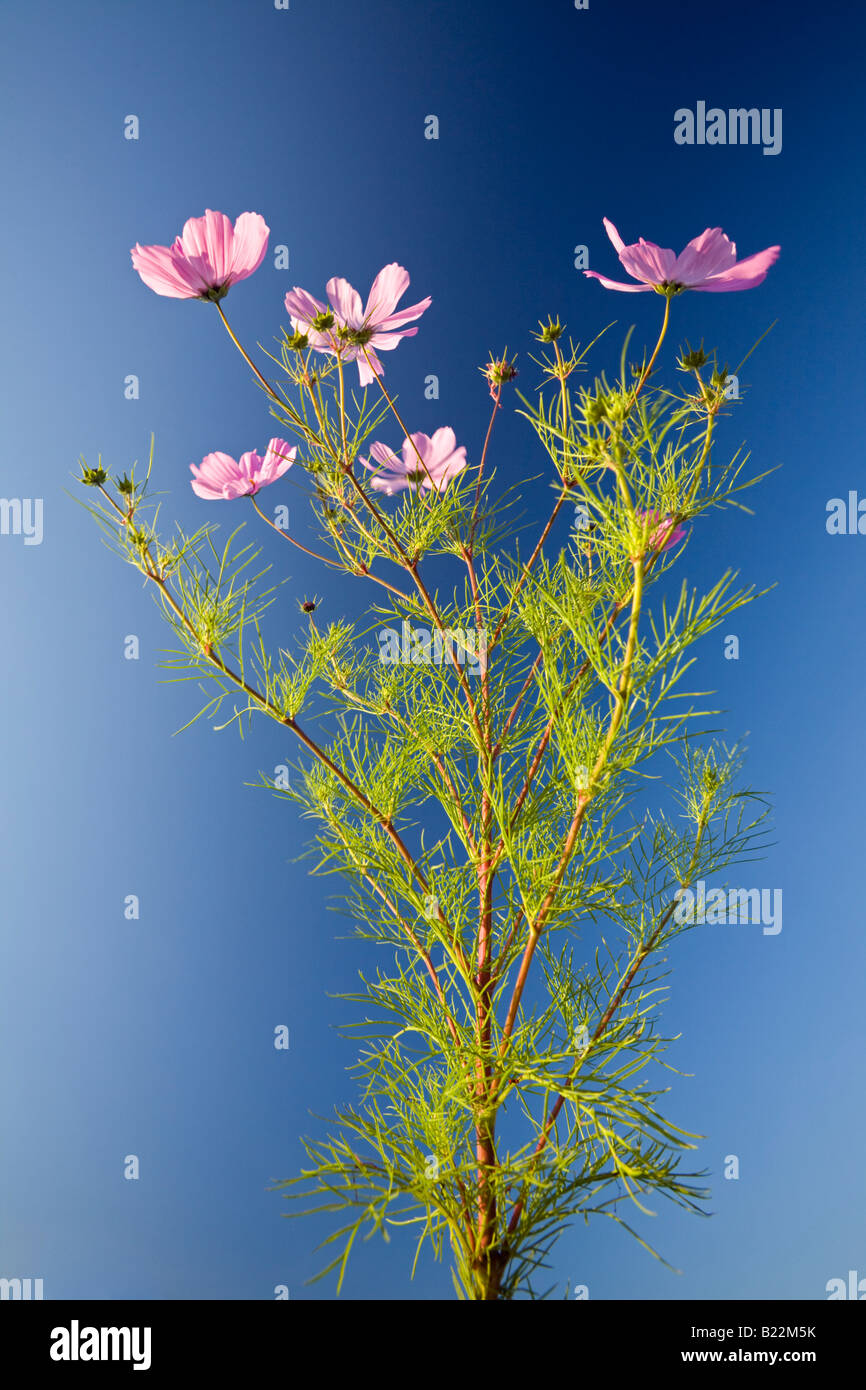Una fioritura Cosmo impianto (Cosmos bipinnatus) su uno sfondo blu (Francia). Pied de Cosmo en fleurs sur fond de ciel bleu. Foto Stock