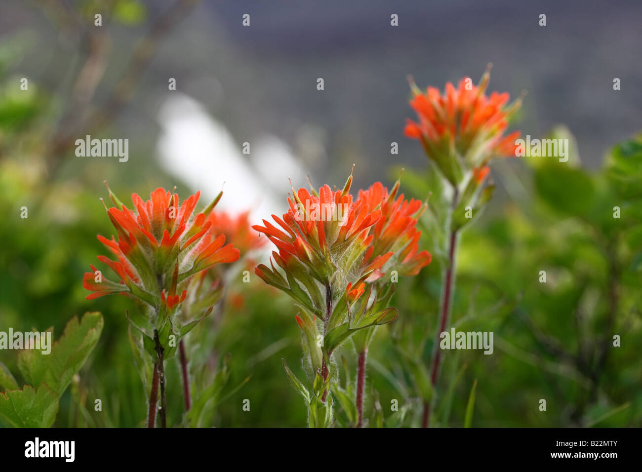 Indian Paintbrush Flower Foto Stock