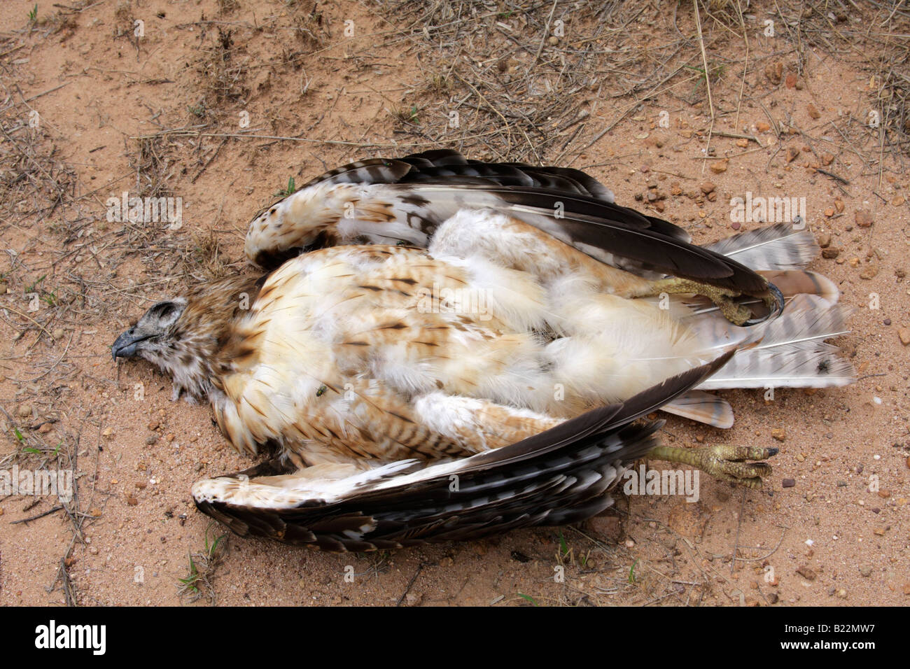 Dead red-tailed hawk (Buteo jamaicensis), Arizona, Stati Uniti d'America Foto Stock