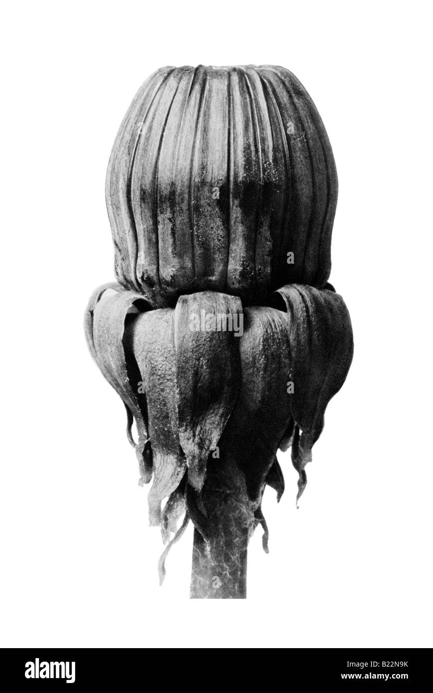 Comune di tarassaco archetipi di arte Karl Blossfeldt Urformen der Kunst Foto Stock