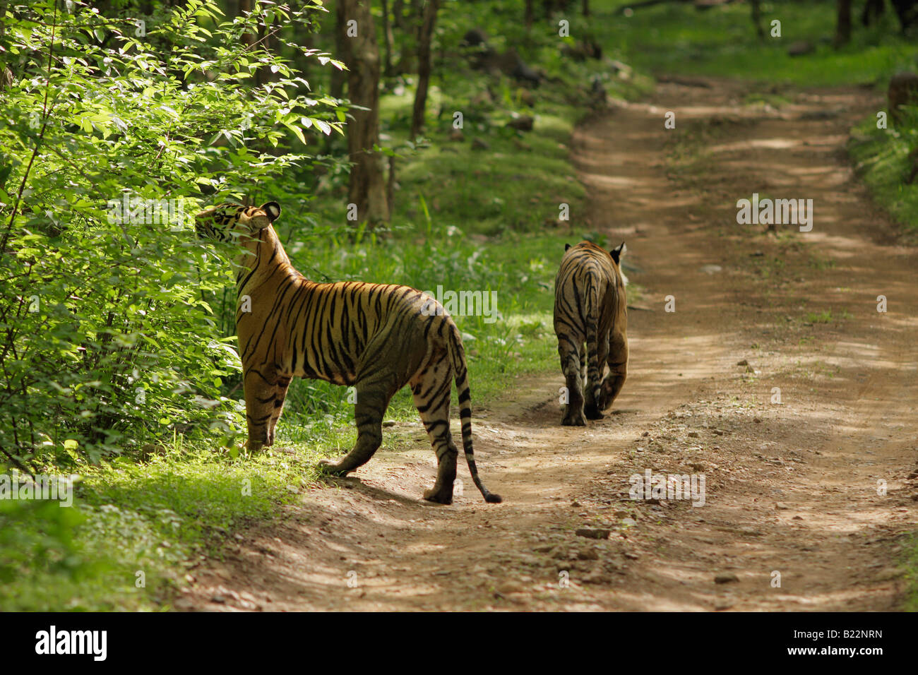 Le tigri del Bengala (Panthera Tigris) Foto Stock