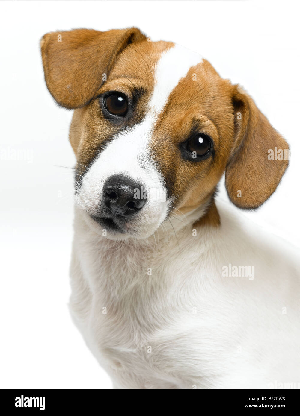 Jack russell Foto Stock