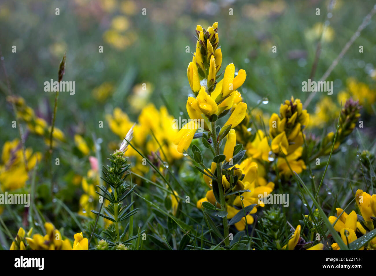 Dyers greenweed Genista tinctoria Cornovaglia Foto Stock