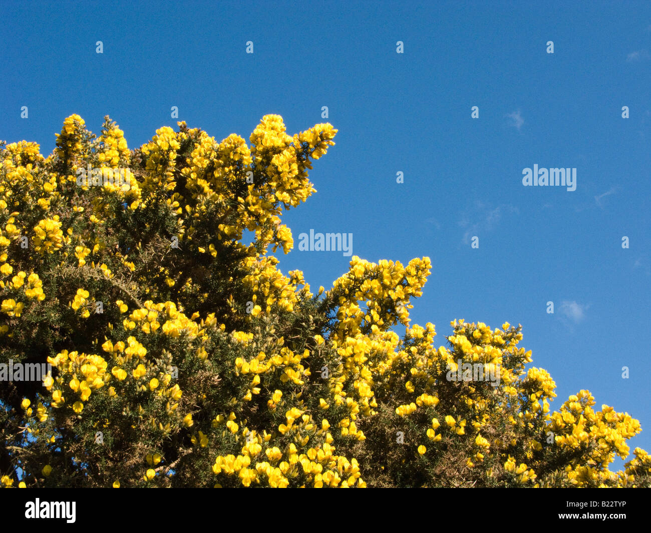 Gorse bush in fiore (Ulex Europaeus), Dorset, Regno Unito Foto Stock