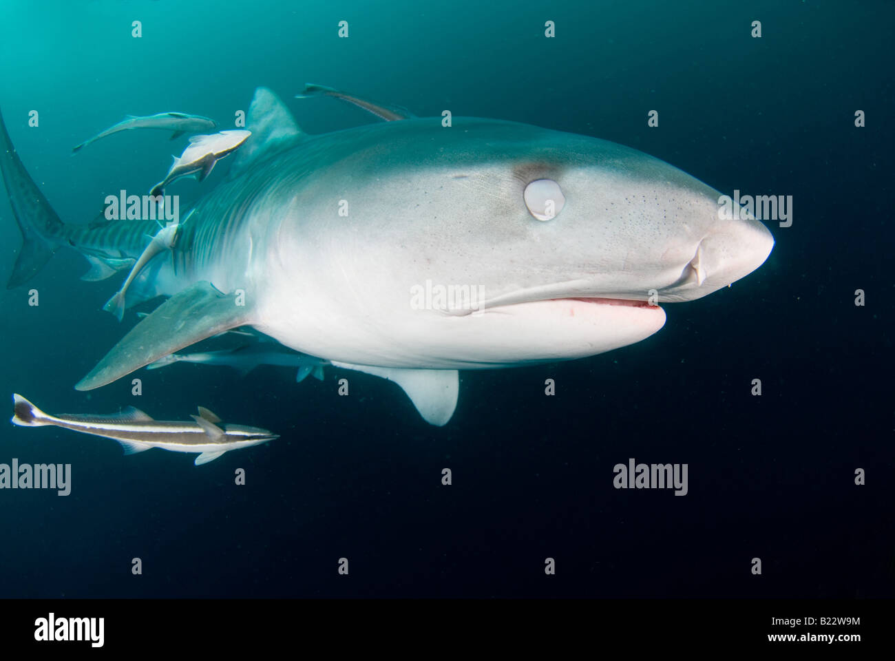 Squalo Tigre Galeocerdo cuvier proteggere un occhio quando attacca Aliwal  Shoal Kwazulu Natal Sud Africa Oceano Indiano Foto stock - Alamy