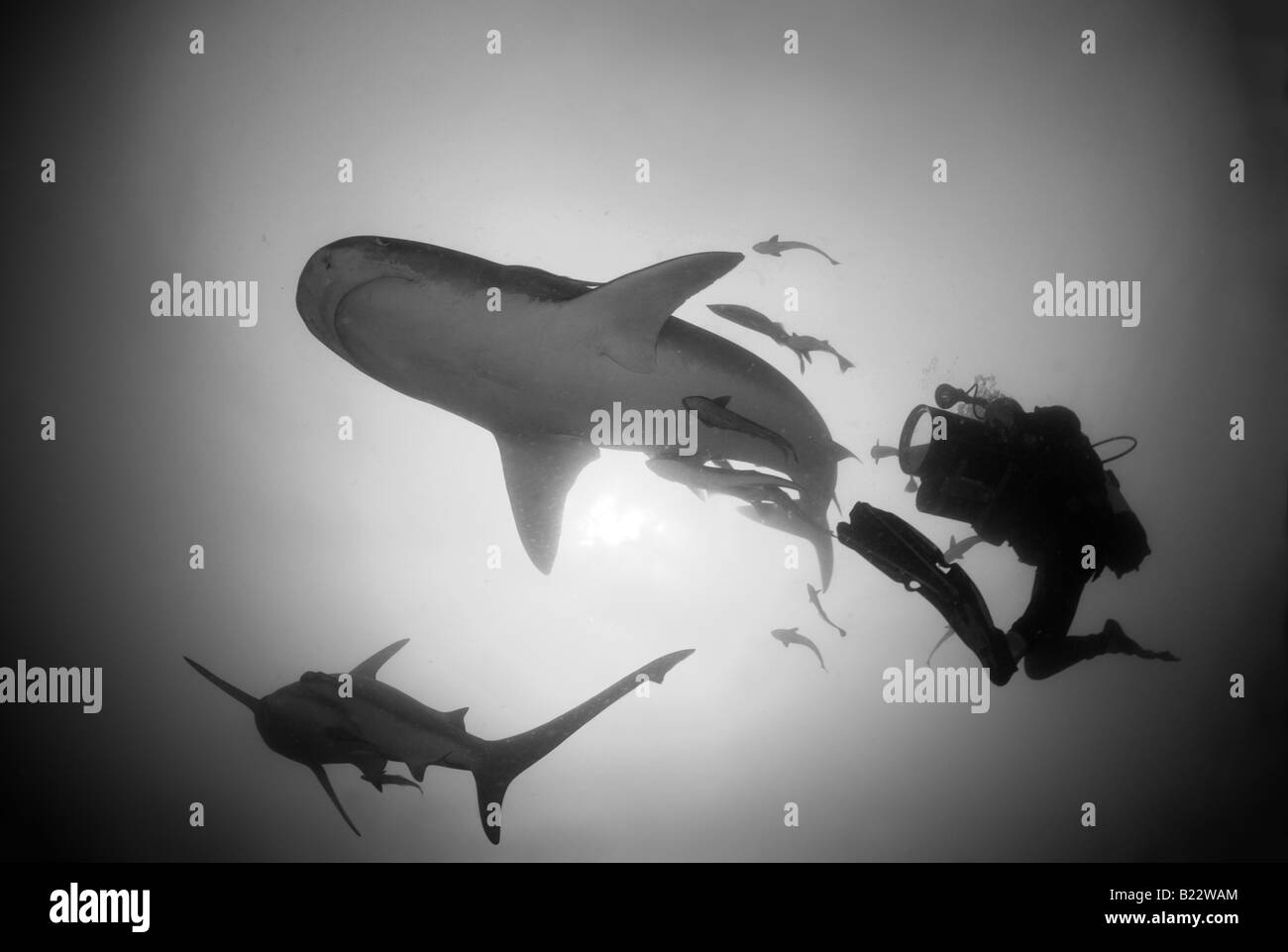Tiger Shark e scuba diver Galeocerdo cuvier Aliwal Shoal Kwazulu Natal Sud Africa Oceano Indiano Foto Stock